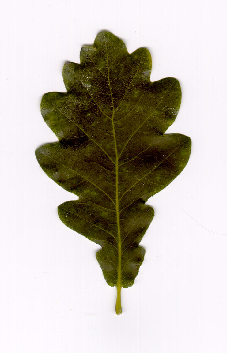Leaf dataset 1